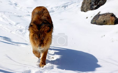Photo for Playing in snow lion is one of the four big cats in the genus Panthera, and a member of the family Felidae. It is the second-largest living cat after the tiger - Royalty Free Image