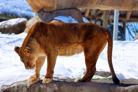 Foto de Jugar en león de nieve es uno de los cuatro grandes felinos del género Panthera, y un miembro de la familia Felidae. Es el segundo gato vivo más grande después del tigre - Imagen libre de derechos