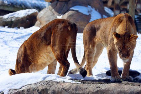 Foto de Jugar en león de nieve es uno de los cuatro grandes felinos del género Panthera, y un miembro de la familia Felidae. Es el segundo gato vivo más grande después del tigre - Imagen libre de derechos