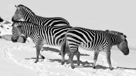 Foto de Las cebras de invierno son varias especies de equinos africanos (familia de los caballos) unidos por sus distintivas rayas blancas y negras. Sus rayas vienen en diferentes patrones únicos para cada individuo. - Imagen libre de derechos