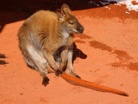 Photo for In winter wallaby is any animal belonging to the family Macropodidae that is smaller than a kangaroo and hasn't been designated otherwise. - Royalty Free Image