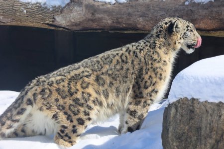 Foto de El leopardo de nieve es un gran gato nativo de las cordilleras de Asia Central y Meridional. Se encuentra en peligro de extinción en la Lista Roja de las Especies Amenazadas de la UICN. - Imagen libre de derechos