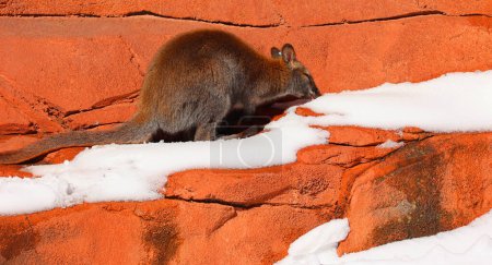 Foto de En invierno wallaby es cualquier animal perteneciente a la familia Macropodidae que es más pequeño que un canguro y no ha sido designado de otra manera. - Imagen libre de derechos