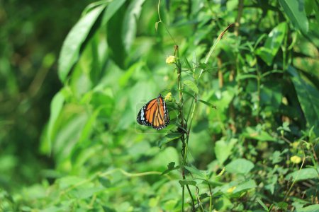 Foto de Monarca, Danaus plexippus, mariposa en hábitat natural. Lindo insecto de México. Mariposa en el bosque verde. - Imagen libre de derechos