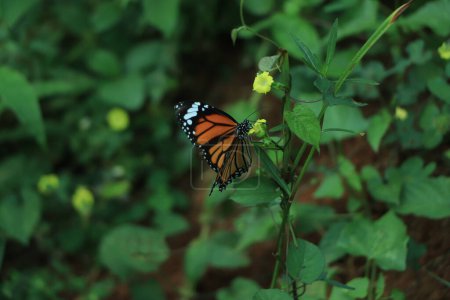 Téléchargez les photos : Un beau papillon de couleur orange sur une feuille - en image libre de droit