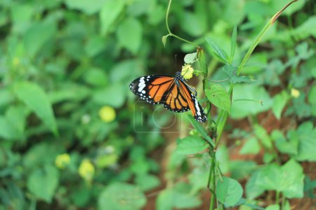 Téléchargez les photos : Monarque, Danaus plexippus, papillon dans l'habitat naturel. Bel insecte mexicain. Papillon dans la forêt verte. - en image libre de droit