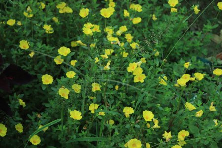 Foto de Flor de portulaca amarilla en el jardín - Imagen libre de derechos