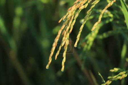 Téléchargez les photos : Gros plan sur les graines de riz thaï en épi de page.Beau champ de riz doré et épi de riz. - en image libre de droit