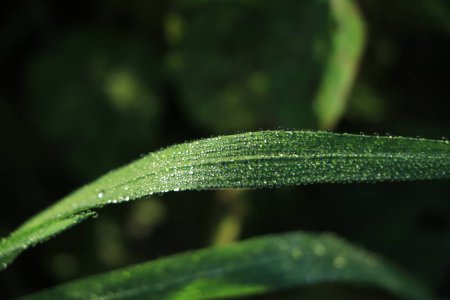 Téléchargez les photos : Gouttes de pluie sur de longues feuilles vertes - en image libre de droit