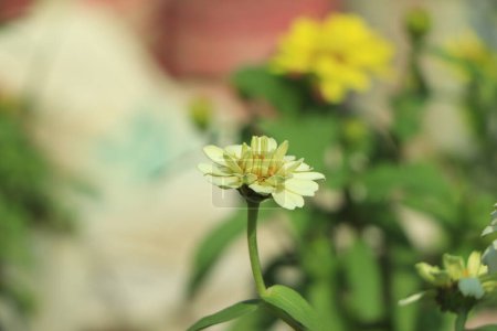 Foto de Zinnia blanca en el jardín de flores en temporada de invierno - Imagen libre de derechos