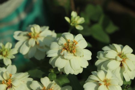 Téléchargez les photos : Fleur de zinnia blanche fleurissant dans le jardin - en image libre de droit
