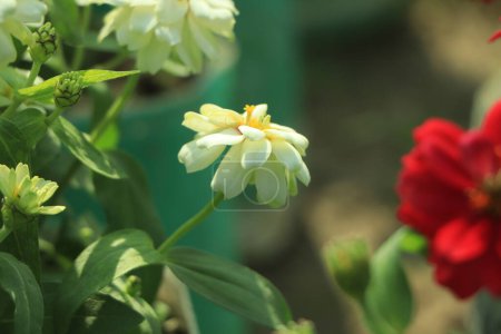 Téléchargez les photos : Belle fleur de zinnia blanche fleurissant dans le jardin - en image libre de droit
