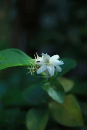 Téléchargez les photos : Fleurs de jasmin blanc fleurissant dans le jardin - en image libre de droit