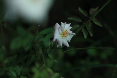 Téléchargez les photos : Belles roses blanches fleurissant dans le jardin - en image libre de droit