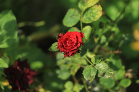 Foto de Rosa roja y gotas de lluvia, forma elegante y gotas brillantes - Imagen libre de derechos