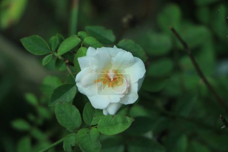 Téléchargez les photos : Rose blanche fleurissant dans un jardin - en image libre de droit