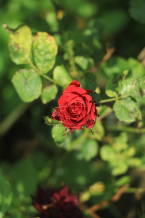 Téléchargez les photos : Rose rouge sur branche verte - en image libre de droit