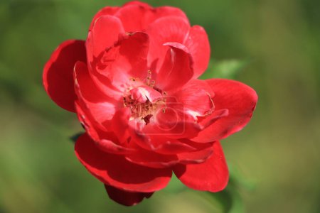 Téléchargez les photos : Rose rouge ou rose rouge dans le jardin - en image libre de droit