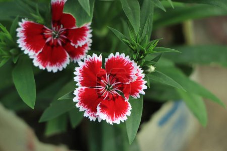 Photo for Close up of some beautiful Dianthus Baby Doll ( Dianthus Chinensis) flowers growing in garden with leaves and soil, selective growing - Royalty Free Image