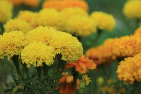 Marigold flower blooming in garden