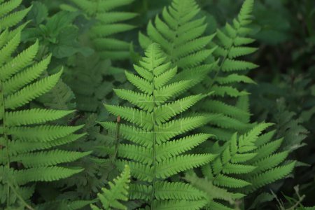 Photo for Variety of green fern leaves - Royalty Free Image