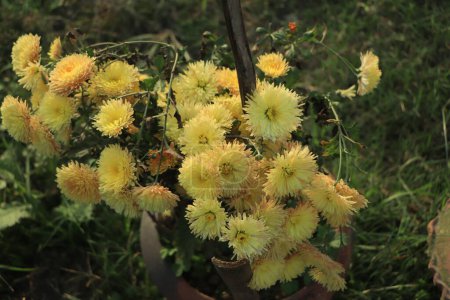 Photo for Beautiful yellow chrysanthemum as background picture. Chrysanthemum wallpaper, - Royalty Free Image