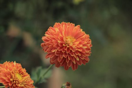 Photo for Beautiful chrysanthemum as background picture. Chrysanthemum wallpaper, chrysanthemums in autumn. - Royalty Free Image