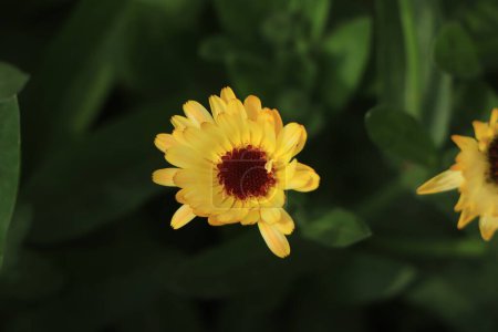 Photo for Orange Calendula flower in garden - Royalty Free Image