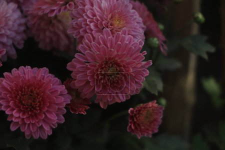 Téléchargez les photos : Fleurs de chrysanthème rose d'hiver avec espace pour le texte. jardin chrysanthème - en image libre de droit