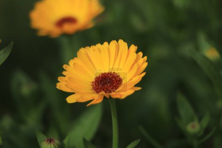 Photo for Bright flowers of calendula (Calendula officinalis), growing in the garden in a snny day. - Royalty Free Image