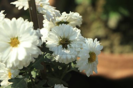 Photo for White chrysanthemum flower close up - Royalty Free Image