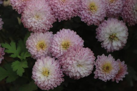 Photo for A close up photo of a bunch of dark pink chrysanthemum flowers with yellow centers and white tips on their petals. - Royalty Free Image