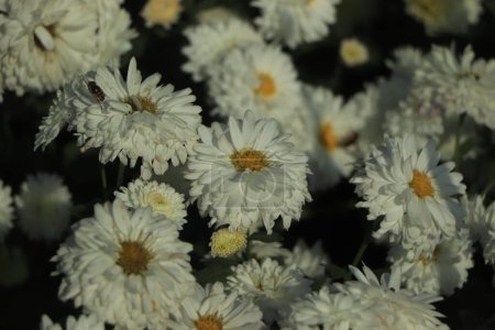 Téléchargez les photos : A bouquet of chrysanthemums. White Chrysanthemum Flower. - en image libre de droit