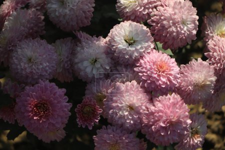 Téléchargez les photos : Close-up photo of a bouquet of pink chrysanthemums - en image libre de droit
