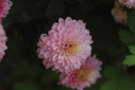 Photo for Colorful pink autumnal chrysanthemum background - Royalty Free Image