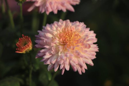 Téléchargez les photos : Fleur rose de chrysanthème gros plan - en image libre de droit