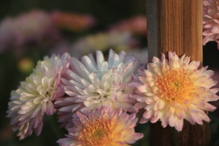Téléchargez les photos : Fond de belles fleurs de chrysanthème rose. - en image libre de droit