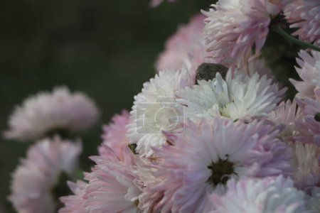 Téléchargez les photos : Les fleurs de chrysanthème se rapprochent. Des chrysanthèmes roses. Fond floral de chrysanthèmes pourpres d'automne. - en image libre de droit