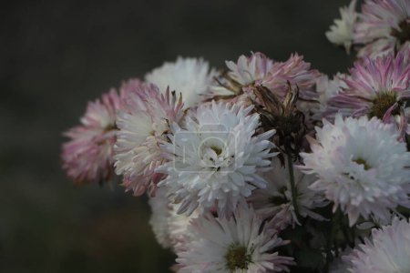 Téléchargez les photos : Une photo rapprochée d'un bouquet de fleurs de chrysanthème rose foncé avec des centres jaunes et des pointes blanches sur leurs pétales - en image libre de droit