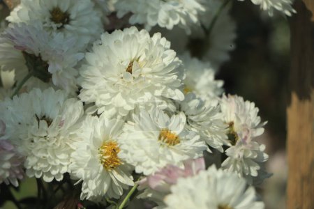 Téléchargez les photos : White Chrysanthemum flower without leaves - en image libre de droit