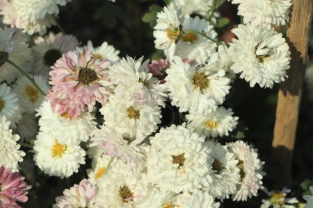 Téléchargez les photos : White chrysanthemum flower blooming in garden - en image libre de droit