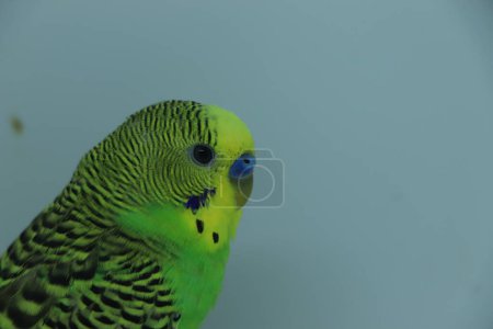 Photo for Shell parakeet portrait on green background - Royalty Free Image