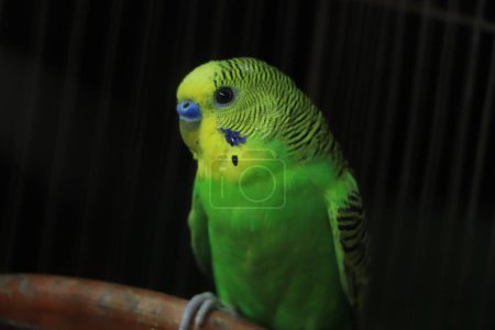 Foto de The budgerigar (Melopsittacus undulatus) is a small, long-tailed, seed-eating parrot usually nicknamed the budgie - Imagen libre de derechos