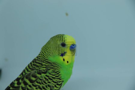 Photo for Cute young happy Green yellow factor budgie parakeet perched by the window - Royalty Free Image