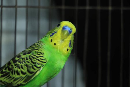 Foto de The budgerigar (Melopsittacus undulatus) is a small, long-tailed, seed-eating parrot usually nicknamed the budgie - Imagen libre de derechos