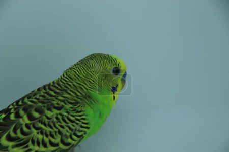 Téléchargez les photos : Green and yellow male parakeet looking into camera lens stock photo - en image libre de droit