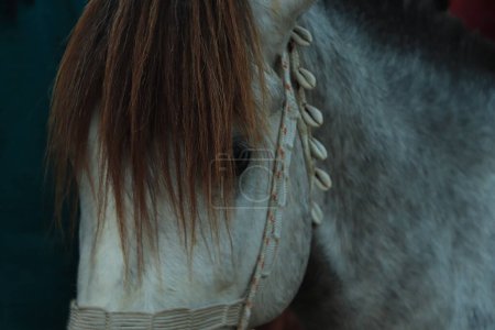 Téléchargez les photos : White horse closeup portrait in motion - en image libre de droit