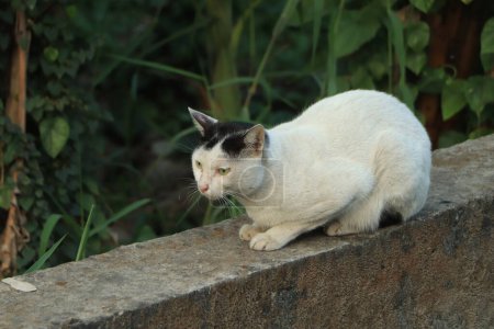 Téléchargez les photos : Young cat, black and white, close-up - en image libre de droit