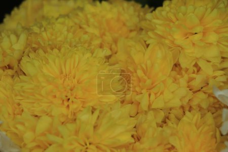 Photo for Beautiful yellow chrysanthemum as background picture. Chrysanthemum wallpaper, chrysanthemums in autumn. - Royalty Free Image