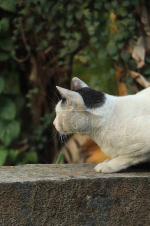 Téléchargez les photos : The white hunter cat is ready to hunt - en image libre de droit